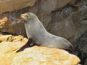 Fur Seal