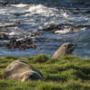 Seals at Moeraki