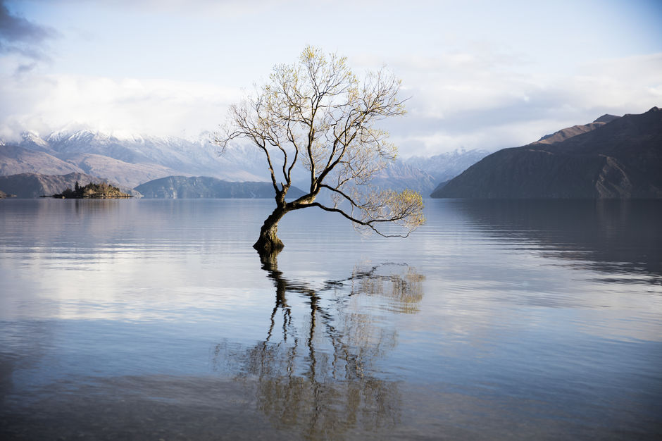 Picturesque lone tree at Lake Wānaka