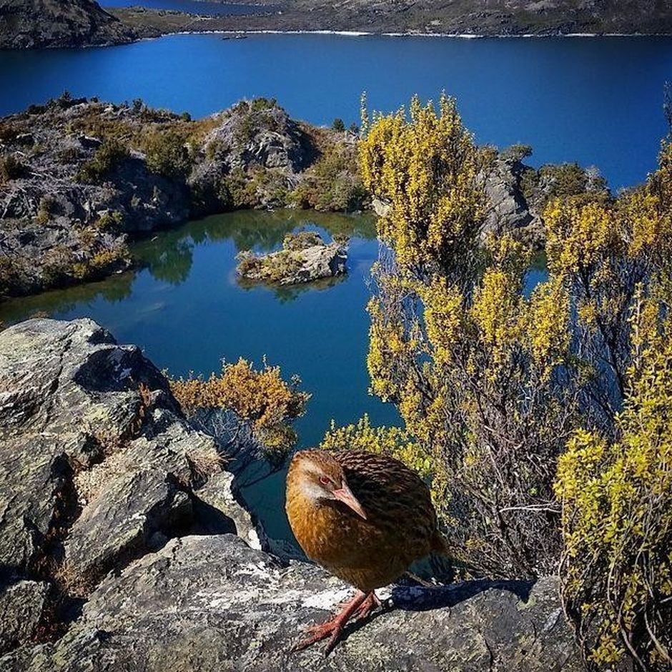 Buff weka Wānaka