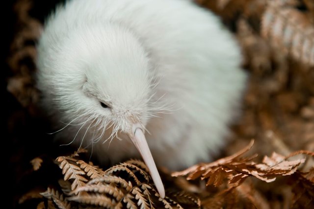 プカハ マウント ブルース国立野生動物保護区 ワイララパ ニュージーランド