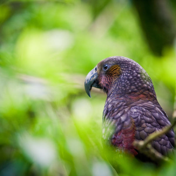 Nature & Wildlife in Wellington