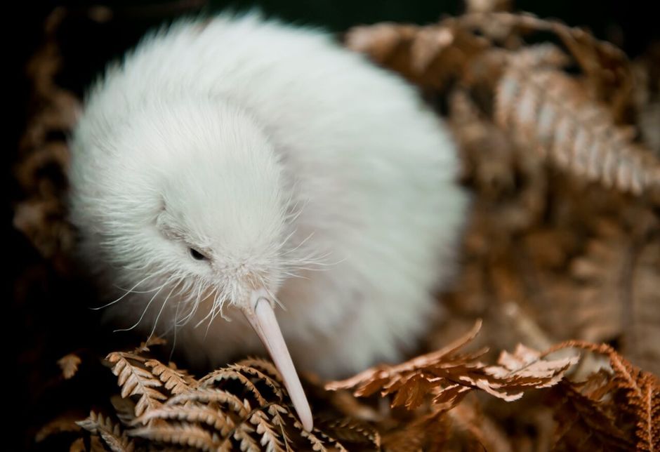 Meet Pukaha’s most famous resident, Manukura, a rare white Kiwi, at this nature reserve and conservation project.