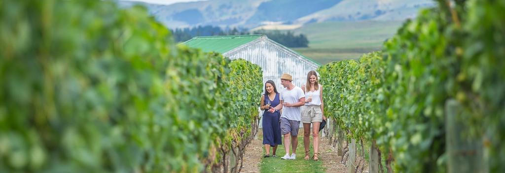 Vineyard in Martinborough