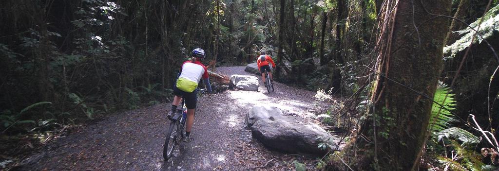 Take in the stunning native scenery on the Fox Glacier Track