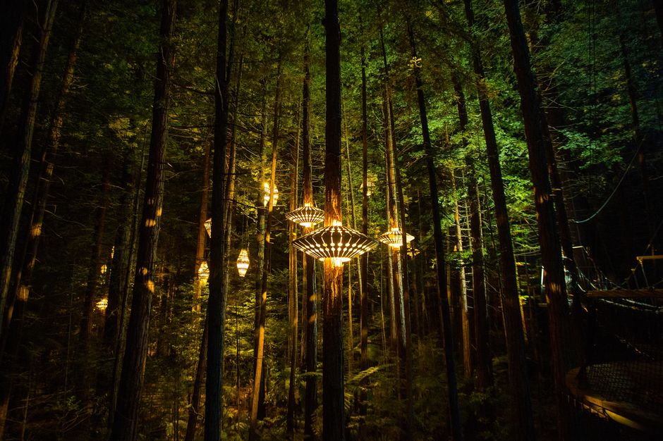 Redwood Forest, Rotorua