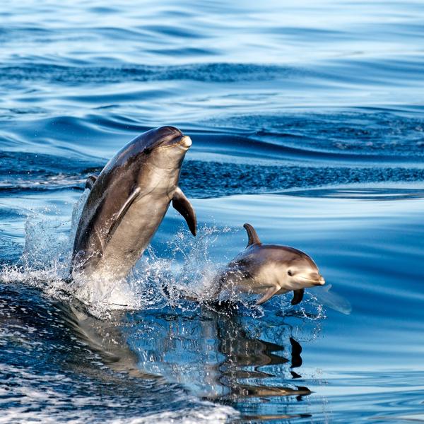 Dolphin watching in Akaroa