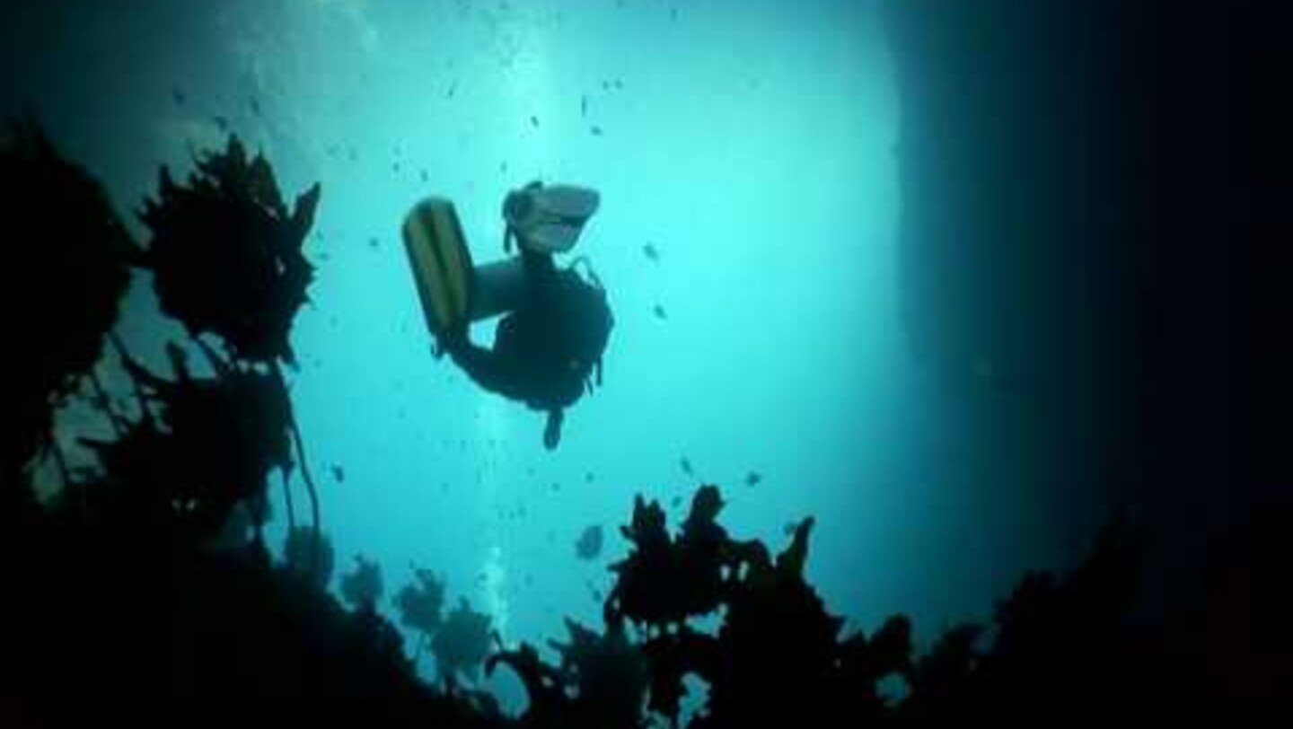 Dive! Tutukaka | Activity in Northland & Bay of Islands, New Zealand