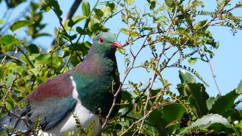 Kereru (NZ wood pigeon)