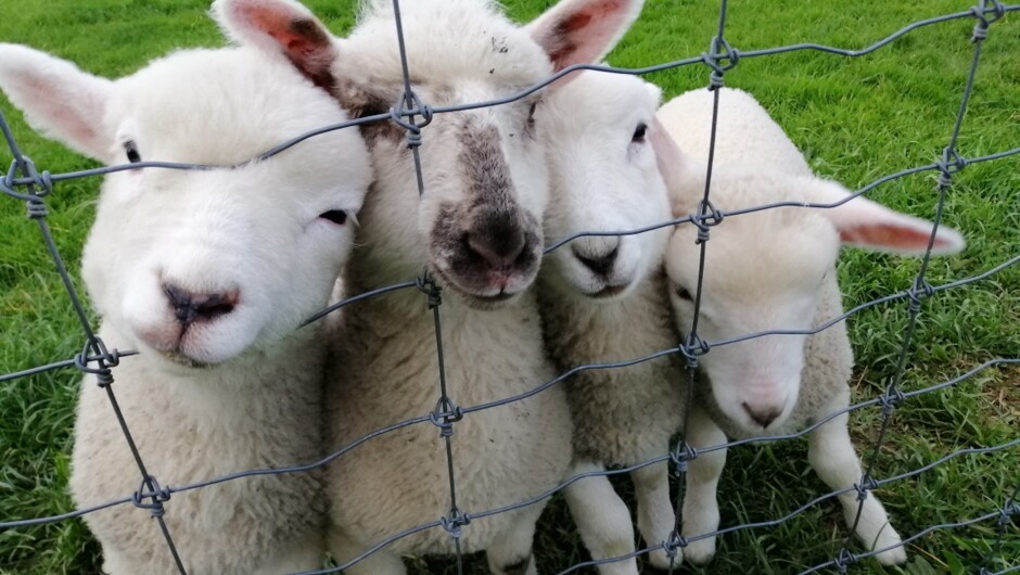 Get up close and personal with a guided farm tour during your stay.