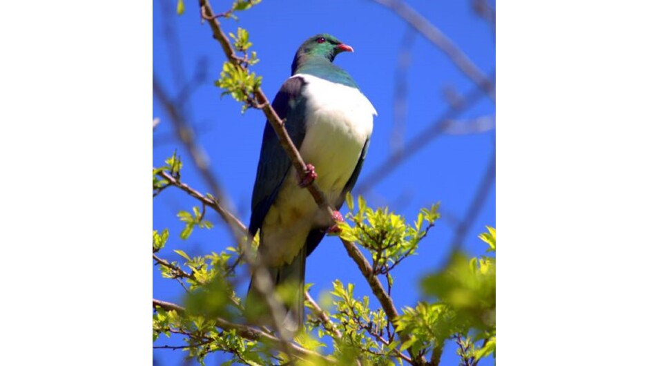 Kereru