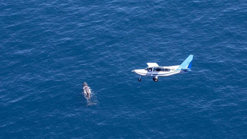 Sperm Whale with the GA8 Airvan