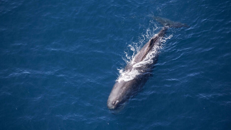 Sperm Whale in crystal clear waters