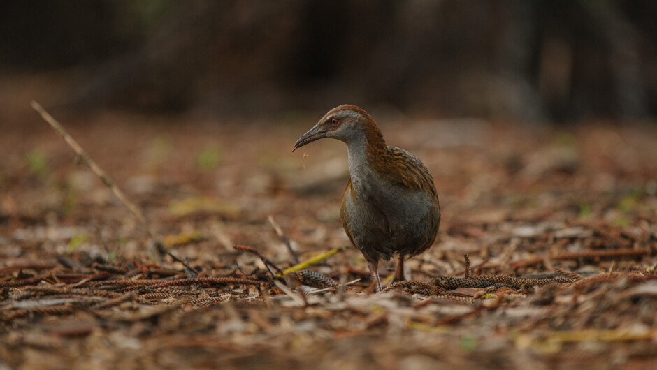 Weka on Rotoroa Island