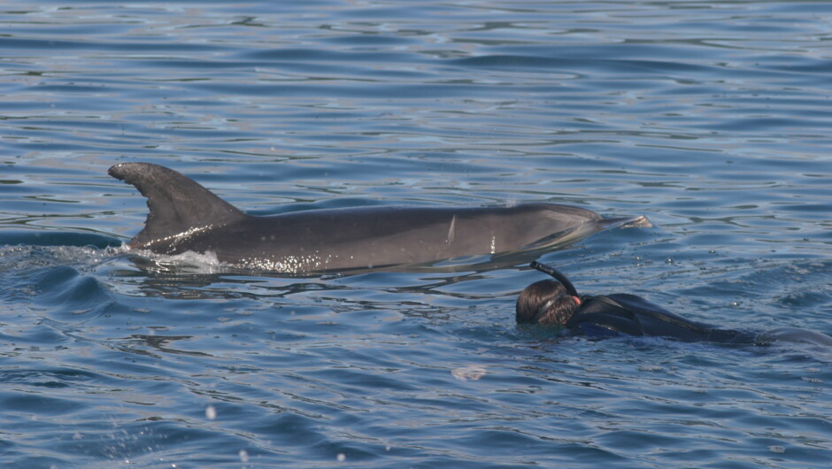 Dolphin Swimming Tour - Bottlenose Dolphin