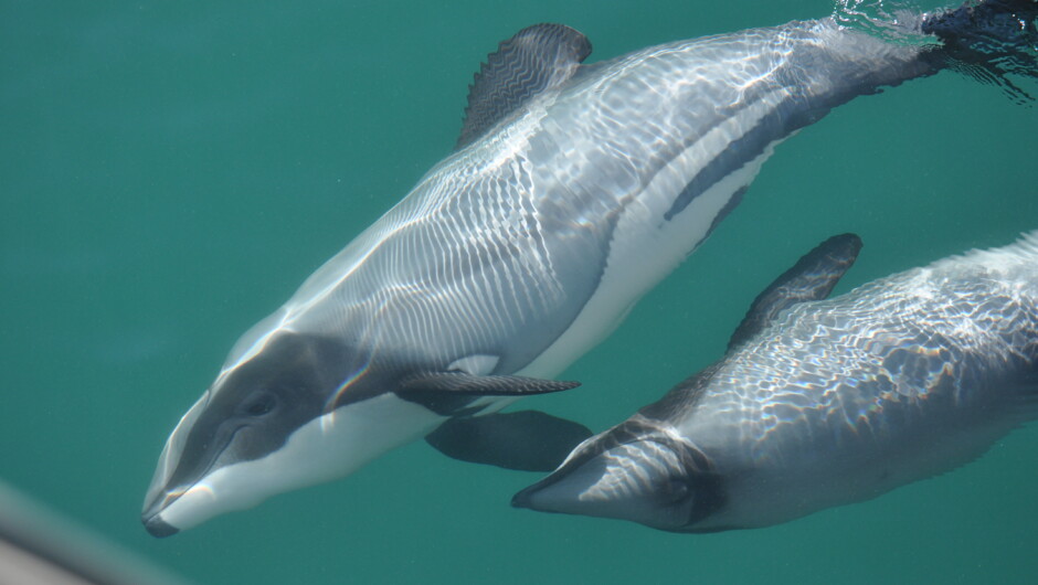 Hector Dolphins - Dolphins viewing