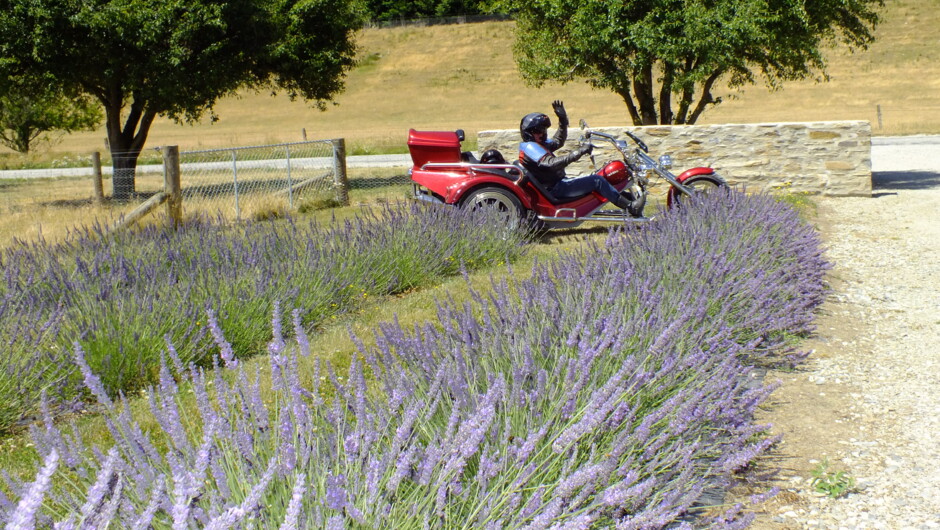 Lavender Farm