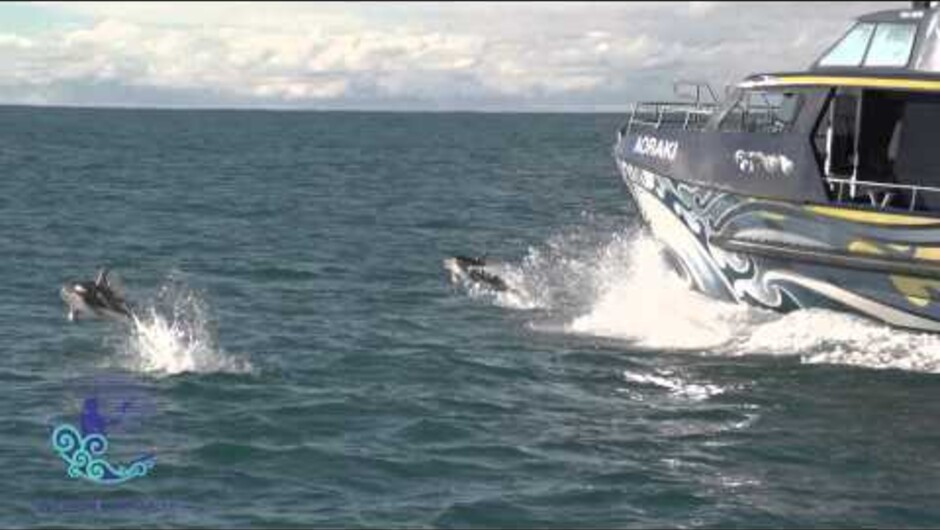 Whale Watch Kaikoura