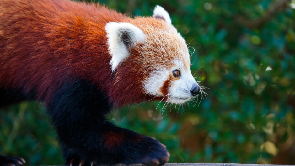 Red panda