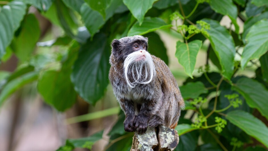 Emperor Tamarin