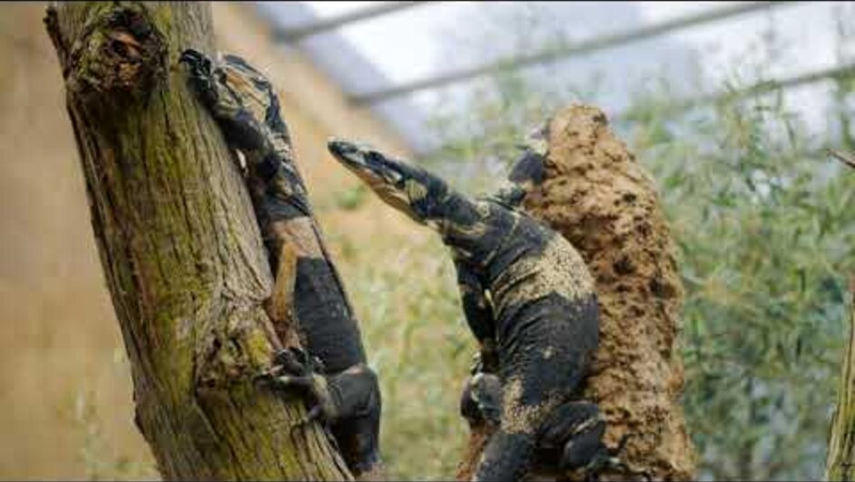 A Tour of Auckland Zoo