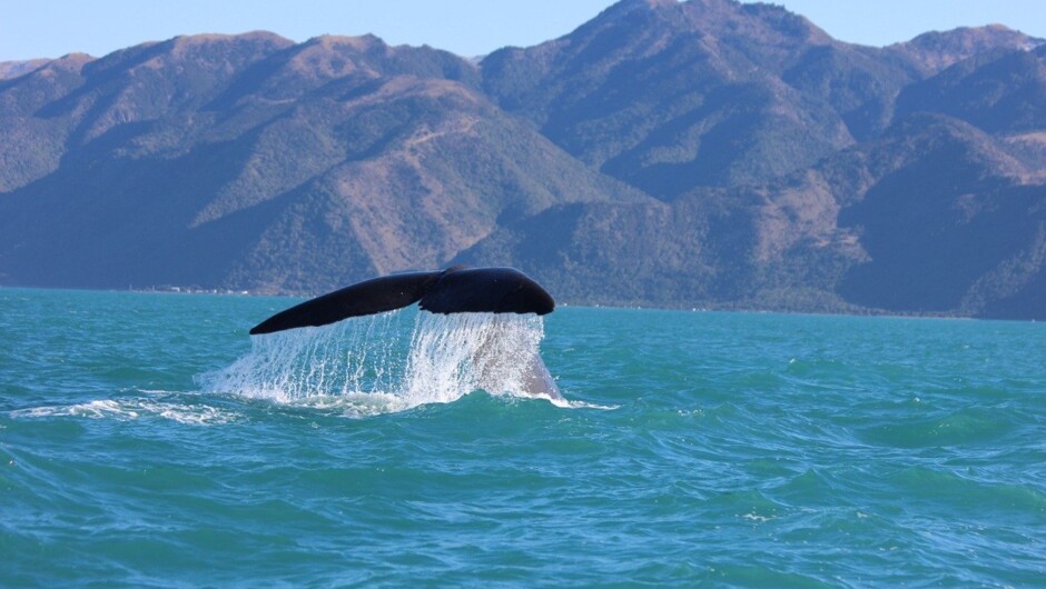 Whale Watch in Kaikoura