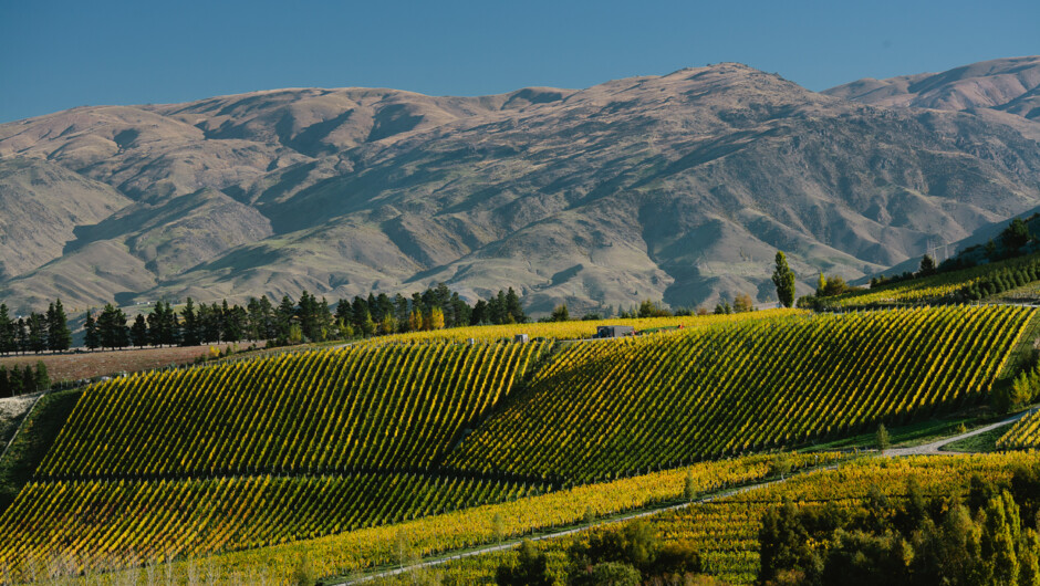 The Burn Cottage Vineyard in Autumn