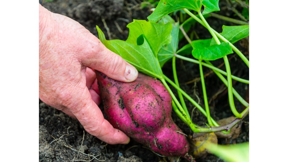 Harvesting the Kumara.