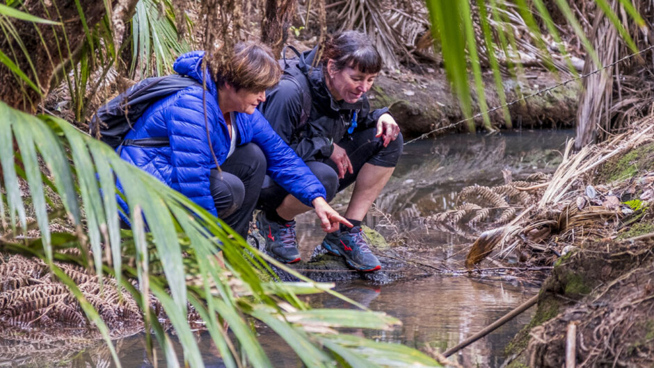 Forest Therapy on Waiheke Island