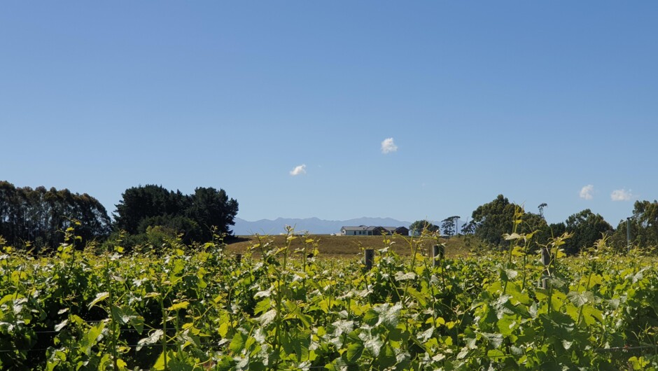 A view from a Gladstone-based vineyards towards the Tararua Ranges