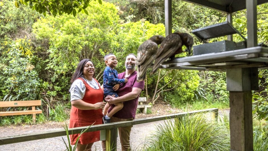 Have you ever been so close to kākā feeding before. It's mesmerizing.