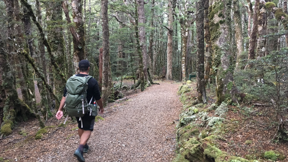 Beech Forest