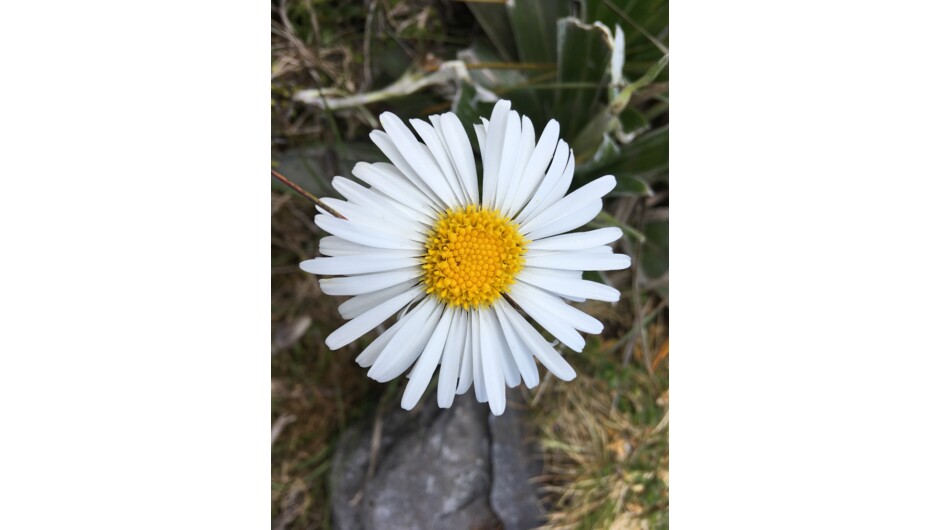 Mountain Daisy