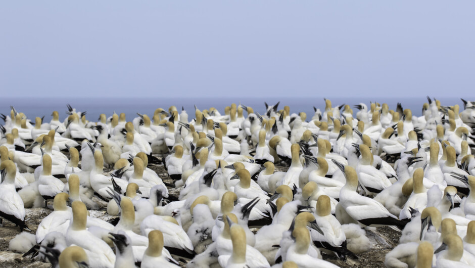 Main colony at Cape Kidnappers.