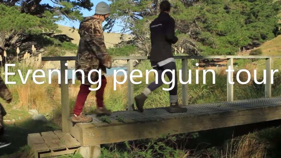 Pohatu Penguins - Eco-tourism.
Offering a range of activities from Akaroa.