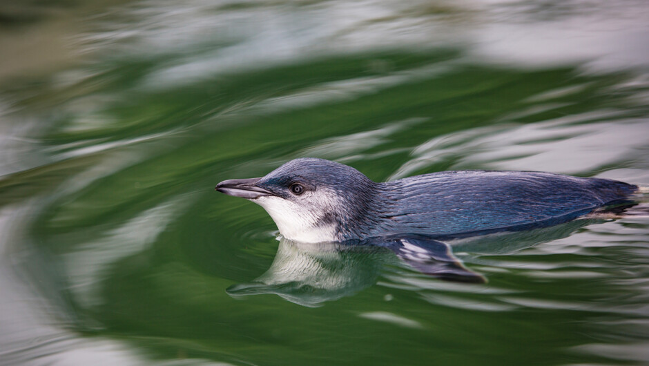 Blue Penguin