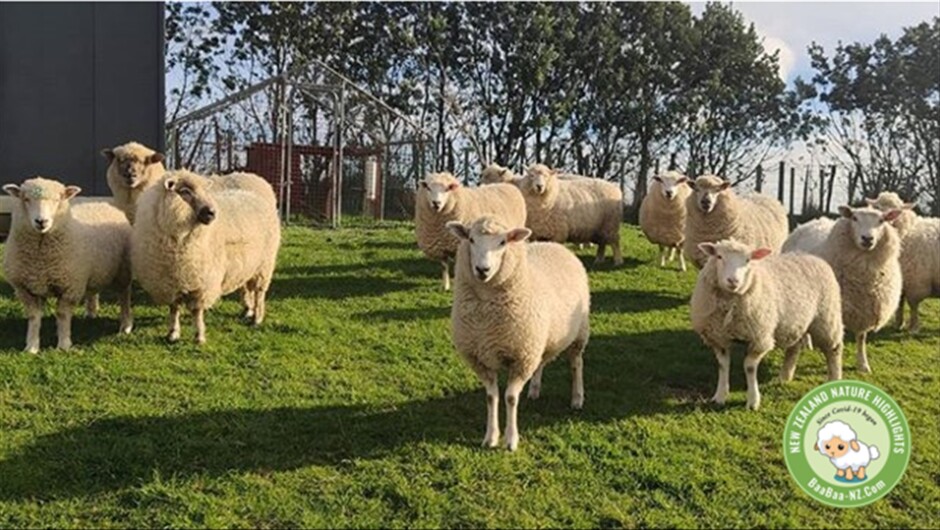 Some of our sheep (ewes)