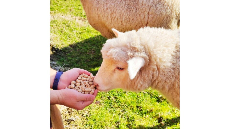 Sheep feeding