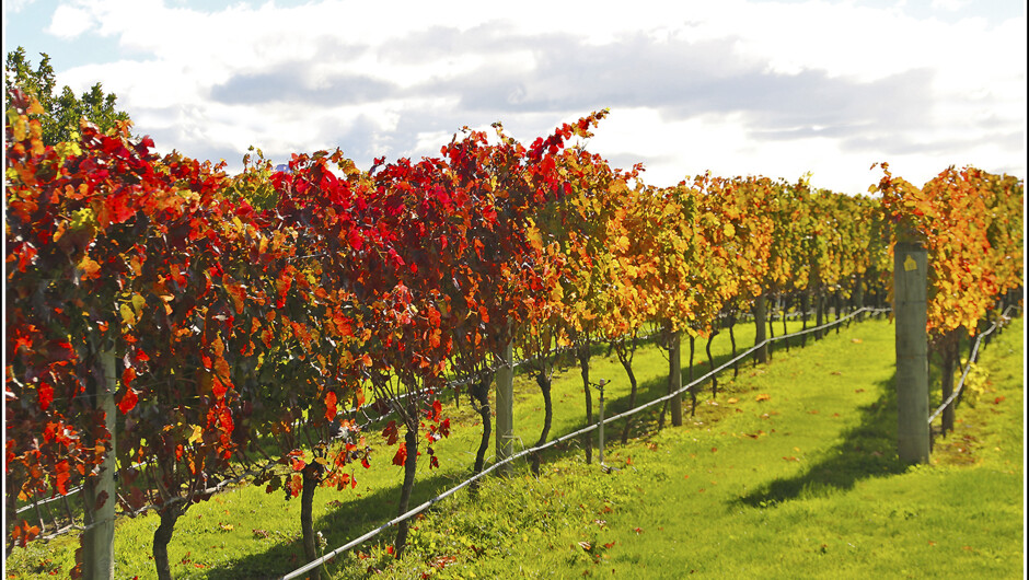 Spectacular local scenery as you drive between wineries on the day. Each growing season gives that special look. Here we have Autumn with Hawke's Bay Scenic Tours.