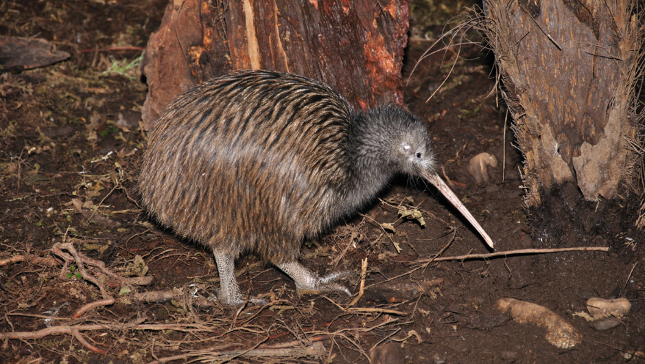 Treffen Sie unseren wunderschönen North Island Brown Kiwi