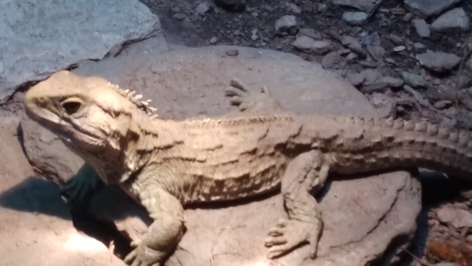 See our prehistoric Tuatara