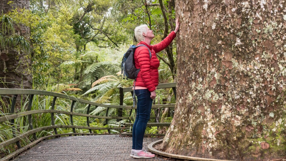 Adventure Puketi - guided forest walks