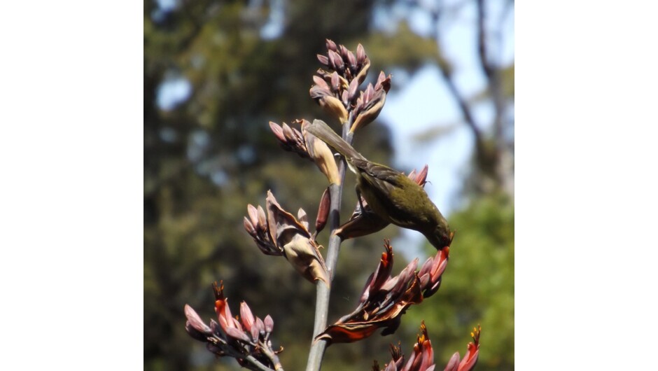 Native birdlife - Makomako / Bellbird