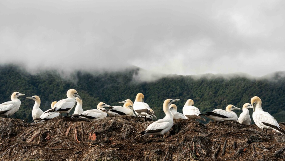 The Waimaru Gannet Colony, a highlight of the charter