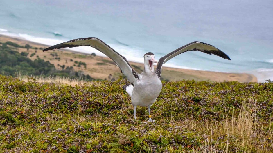 Wandering albatross