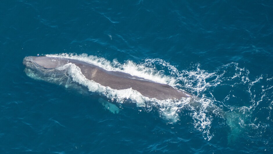 View majestic whales.