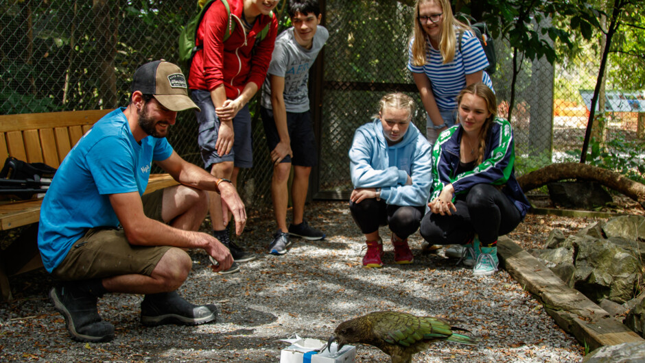 Get up close and personal with our wildlife on a Ngā Manu Feed-Out Tour.