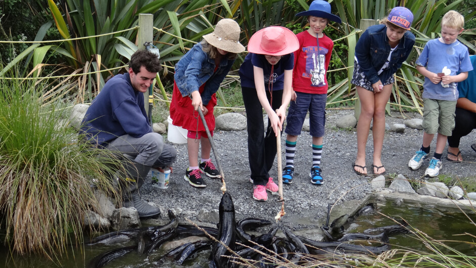 Experience the thrill of pole feeding an eel at Ngā Manu's daily 2pm talk.