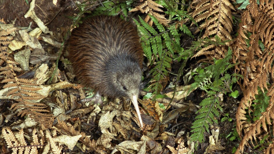 View kiwi in the Nocturnal House at Ngā Manu.