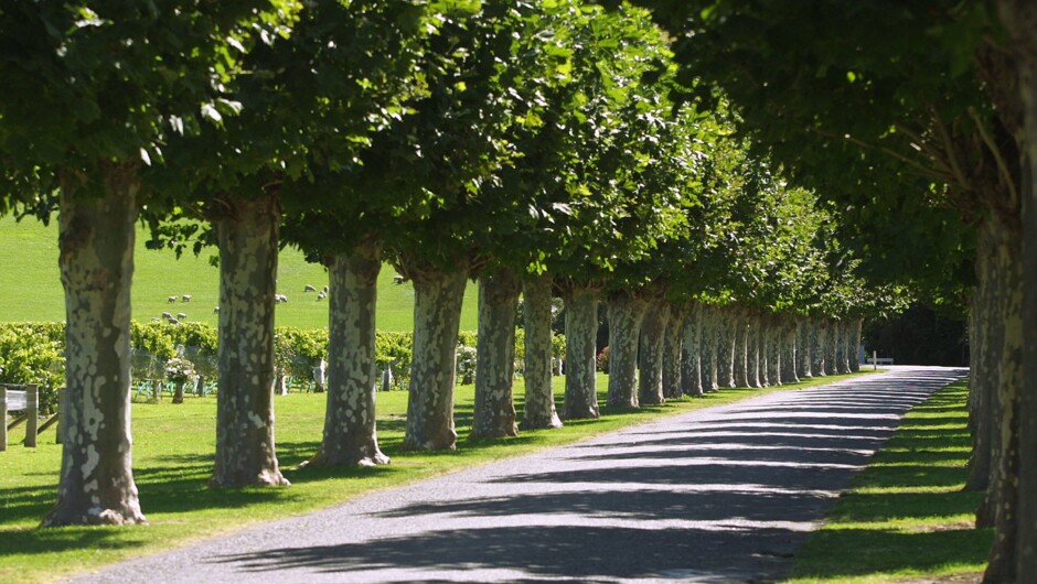 Mission Estate Winery Driveway